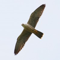 Lanner Falcon